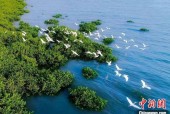 全国首个国家级红树林种质资源库在广西北海开工建设