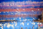 湖北赤壁黄盖湖：湿地生态好 候鸟翩跹来