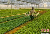 广西贺州发展设施蔬菜13.78万亩 打造粤港澳大湾区“菜篮子”